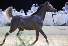 بطولة العرب لمربي الخيل تنطلق في بوذيب الثلاثاء