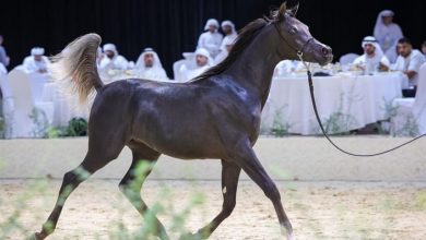 بطولة العرب لمربي الخيل تنطلق في بوذيب الثلاثاء