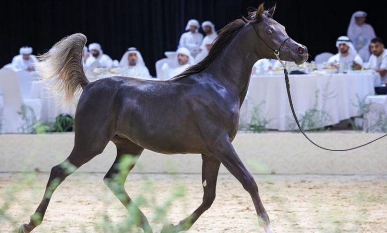 بطولة العرب لمربي الخيل تنطلق في بوذيب الثلاثاء