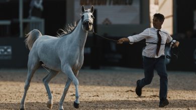 جولة الرياض علامة فارقة في عالم عروض الخيل العربية الأصيلة