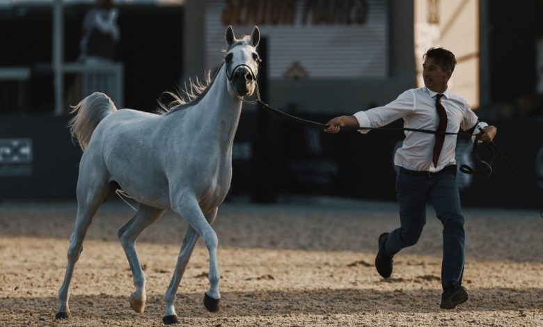 جولة الرياض علامة فارقة في عالم عروض الخيل العربية الأصيلة